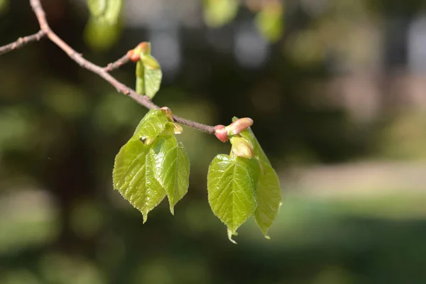 葉の芽を持つハイブリッドライムの枝 ラテン名 ティリアXフレーバースクリーン — ストック写真