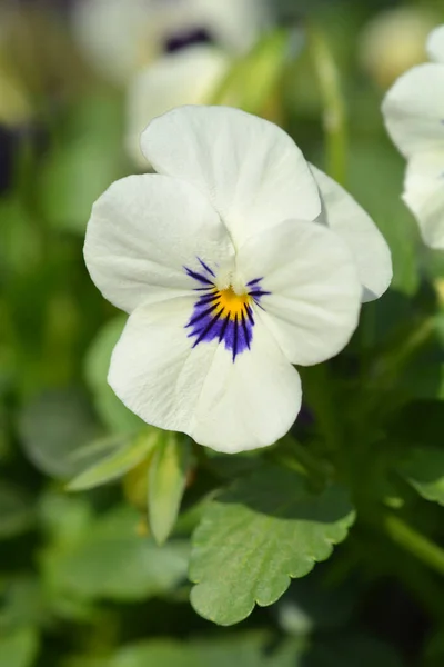 Horned Violet White Blotch Латинська Назва Viola Cornuta Sorbet White — стокове фото