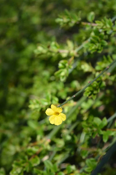 Зимний Жасминовый Цветок Латинское Название Jasminum Nudiflorum — стоковое фото