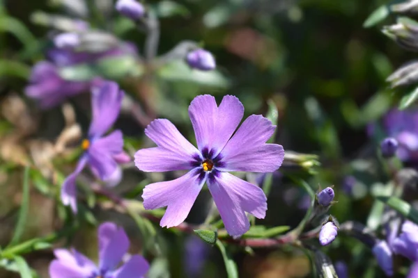 Creeping Phlox Purple Beauty Латинское Название Phlox Subulata Purple Beauty — стоковое фото
