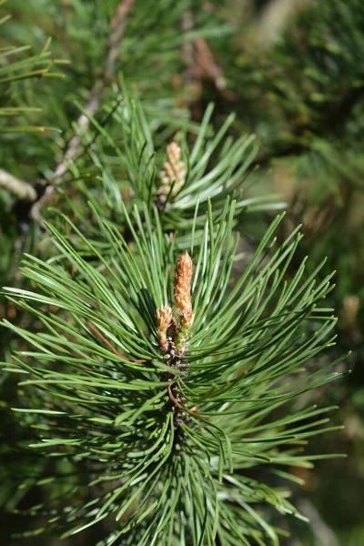 Карликовая Сосна Латинское Название Pinus Mugo — стоковое фото