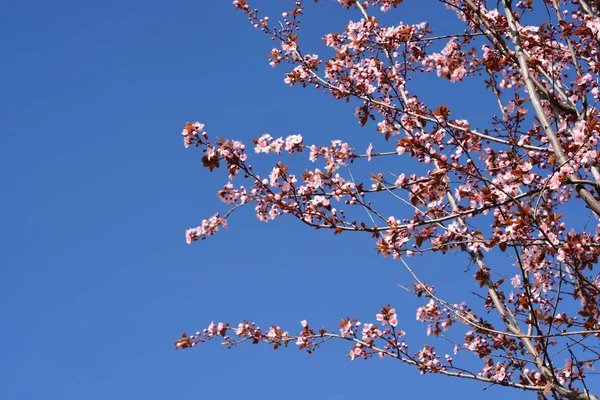 Чорна Вишня Квітами Проти Синього Неболатинного Імені Prunus Cerasifera Nigra — стокове фото