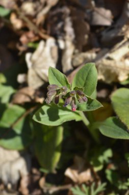 Akciğer otu - Latince adı - Pulmonaria officinalis