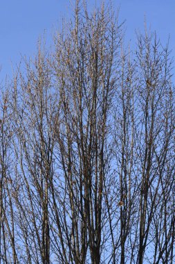 Tomurcuklu piramit boynuzu dalları - Latince adı - Carpinus betulus Fastiegata