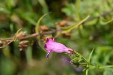 Kızıl Kayalar Sakal Dili - Latince adı - Penstemon x mexicali Red Rocks