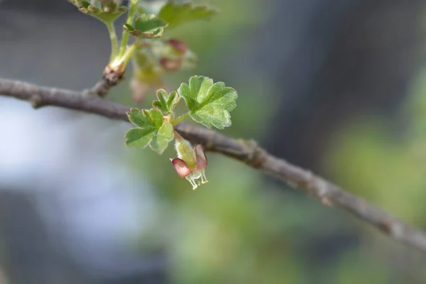 European Gooseberry Flower Latin Name Ribes Uva Crispa — Stock Photo, Image