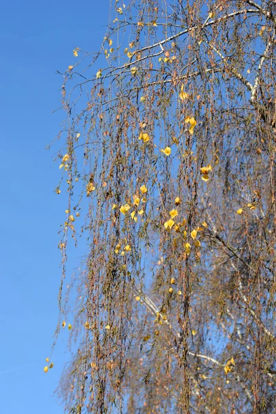 꽃봉오리가 일반적 자작나무 라틴어 Betula Pendula — 스톡 사진