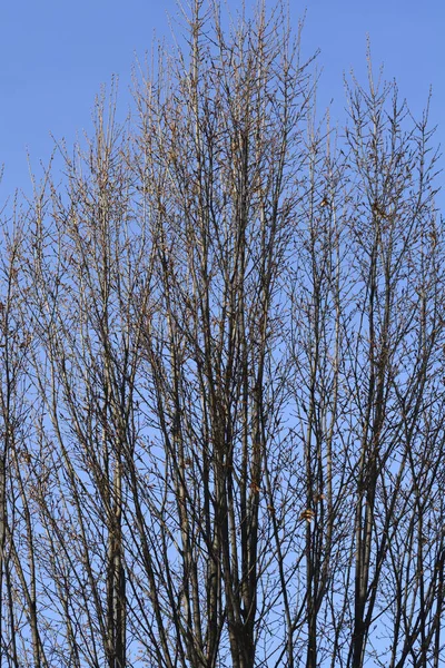 Tomurcuklu piramit boynuzu dalları - Latince adı - Carpinus betulus Fastiegata