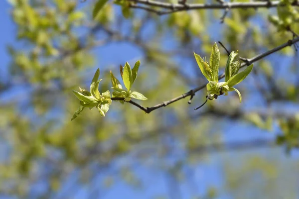 Amur Maple Branch Latin Name Acer Tataricum Subsp Ginnala — Zdjęcie stockowe