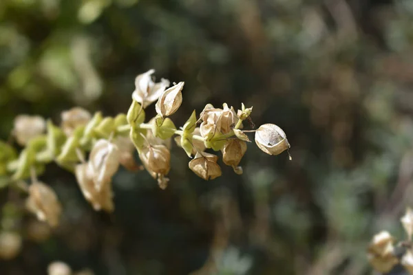 Monkey Flower Seed Pods Latin Name Mimulus Luteus — Stock Photo, Image