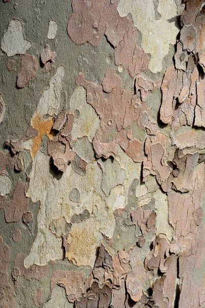 Detalhe Casca Avião Londres Nome Latino Platanus Hispanica Platanus Acerifolia — Fotografia de Stock