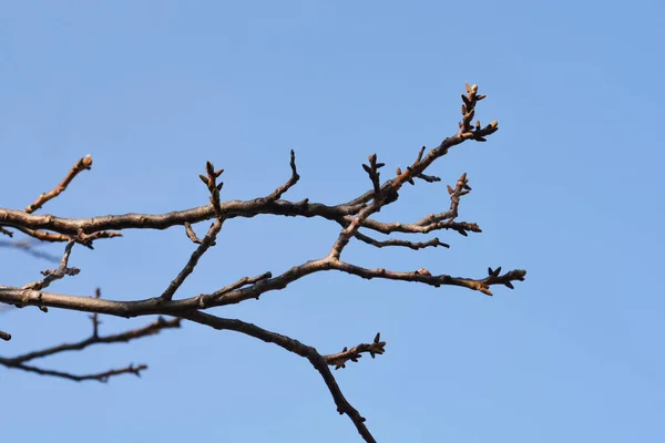 Common Walnut Branch Buds Blue Sky Latin Name Juglans Regia — Stockfoto