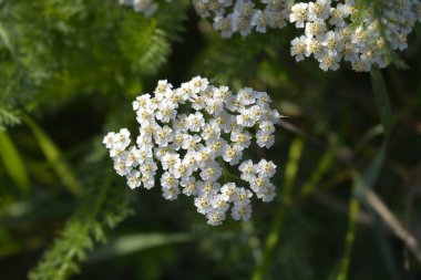 Su damlalı yaygın Yarrow çiçekleri - Latince adı - Achillea millefolium