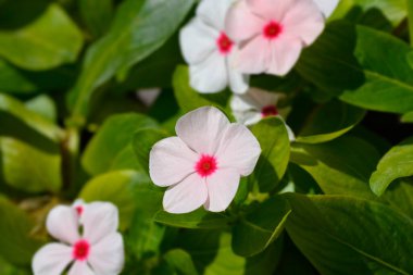 Madagaskar pembe menekşe çiçekleri - Latince adı - Catharanthus roseus (Vinca rosea)