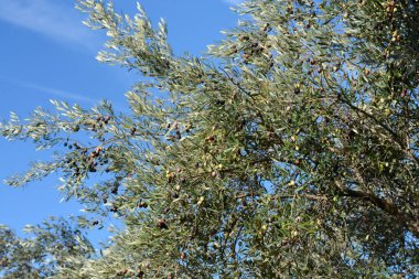 Mavi gökyüzüne karşı meyveli yaygın zeytin dalları - Latince adı - Olea europaea