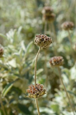 Kudüs adaçayı tohumları - Latince adı - Phlomis fruticosa