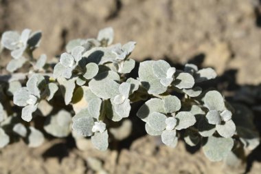 Meyan kökü yaprakları - Latince adı - Helichrysum petiolare