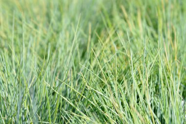 Mavi fescue Altın yapraklar - Latince adı - Festuca glauca Amigold