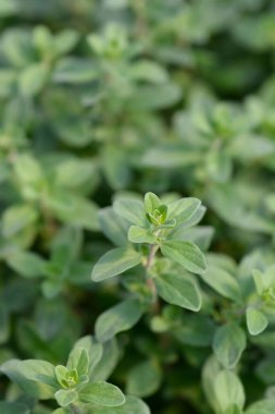 Tatlı marjoram yaprakları - Latince adı - Origanum majorana