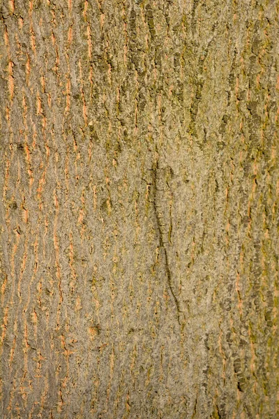 挪威枫树树皮细部 拉丁文名称 橡胶树血小板 — 图库照片