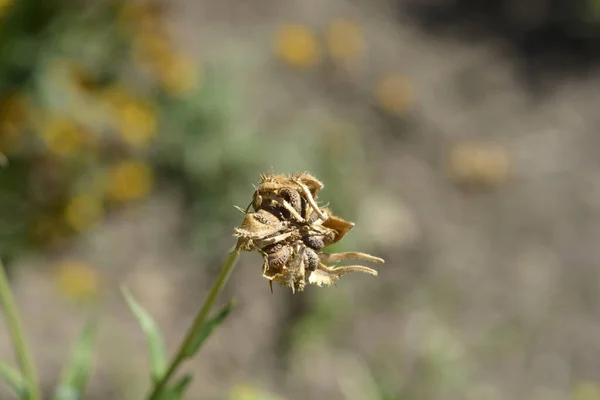 Garden Marigold Seed Head Latin Name Calendula Officinalis — Stock fotografie