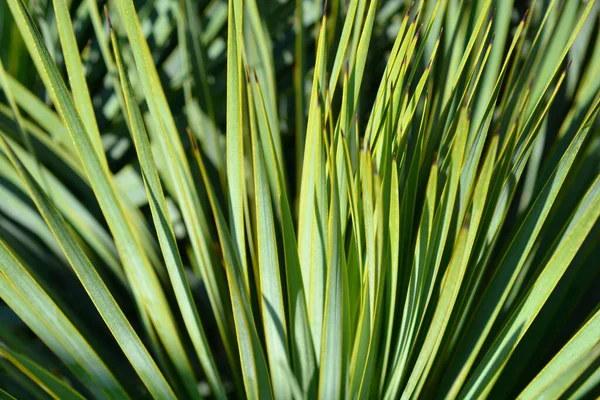 Hojas Yuca Con Pico Nombre Latino Yucca Rostrata — Foto de Stock