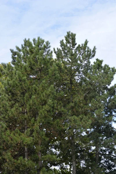 Black Pine Trees Latin Name Pinus Nigra — Stock Photo, Image