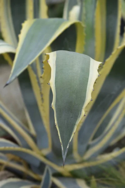 Variegated Century Plant Leaf Detail Latin Name Agave Americana Variegata — Stock Photo, Image