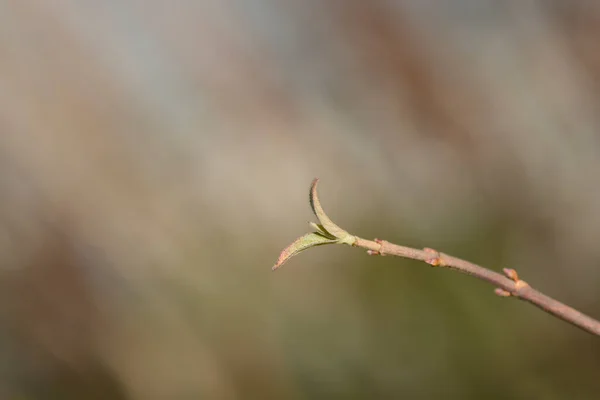 Fuzzy Deutzia Flore Pleno Branch Leaf Buds Latin Name Deutzia — Stock Photo, Image