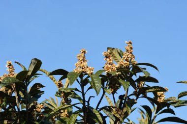 Mavi gökyüzüne karşı çiçekli Japon dalları - Latince adı Eriobotrya japonica