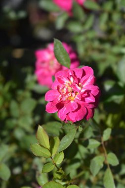 Gül Mor Yağmur Çiçekleri - Latince adı - Rosa Mor Yağmur