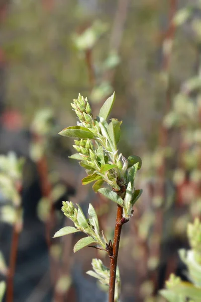 Alder Leaved Serviceberry Obelisk Квіткові Бутони Латинська Назва Amelanchier Alnifolia — стокове фото