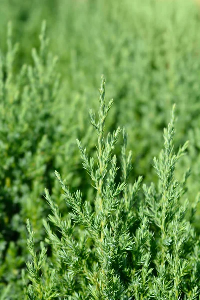 Chinese Juniper Stricta Latin Name Juniperus Chinensis Stricta — Stock Photo, Image