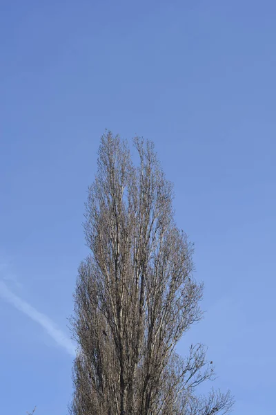 Lombardy Poplar Bare Branches Blue Sky Latin Name Populus Nigra — Stock Photo, Image