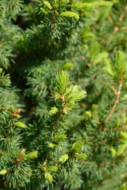 Alberta ladini Conica Perfecta - Latince adı - Picea glauca Conica Perfecta