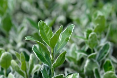 Japonlar Kathy 'i öonymus japonicus Kathy diye çağırır.