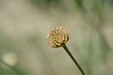 Dikenli Sarı Sefalarya tohumu başı - Latince adı - Cephalaria flava