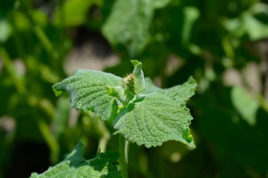 Türk adaçayı tomurcuğu - Latince adı - Salvia napifolisi