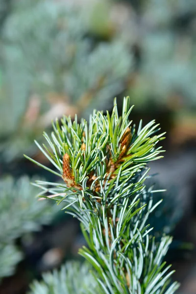 화이트 라틴어 Pinus Parviflora Negishi — 스톡 사진