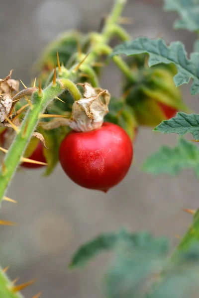 Nuisette Collante Nom Latin Solanum Sisymbriifolium — Photo