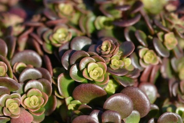 Chinesische Steinfrucht Lateinischer Name Sedum Tetractinum — Stockfoto