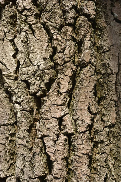 English Oak Bark Detail Latin Name Quercus Robur Fastigiata — Stock Photo, Image