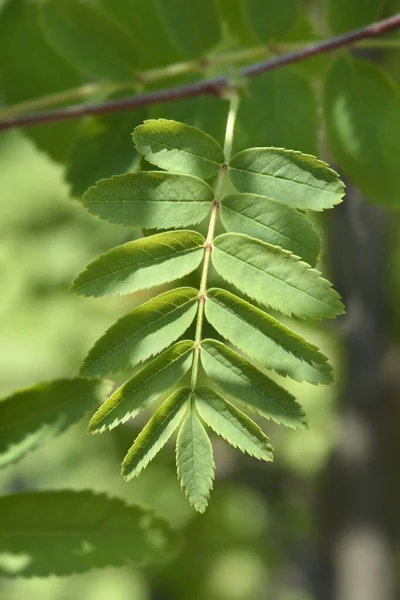 Common Mountain Ash Leaves Latin Name Sorbus Aucuparia — Stock Photo, Image