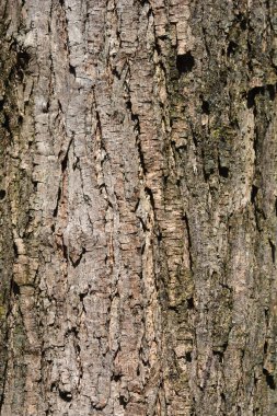 Genel katalpa kabuk detayı - Latince adı - Katalpa bignonioides