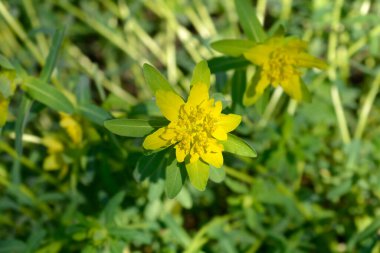 Spurge sarı çiçekler - Latince adı - Euphorbia epithymoides (Euphorbia Polychroma yastık)