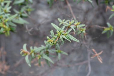 Dar yapraklar - Latince adı - Cistus monspeliensis