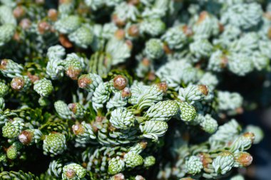 Koreli firavun Kohouts Buz Kırıcı - Latince adı Abies Koreana Kohouts Buz Kırıcı