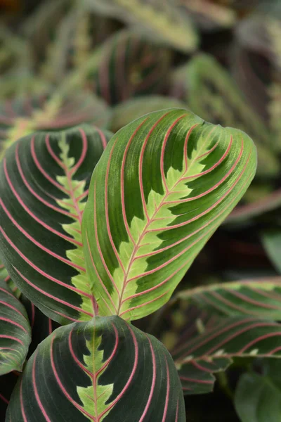 三色叶植物精华 拉丁文名称 Maranta Leuconeura Fascinator Tricolor — 图库照片
