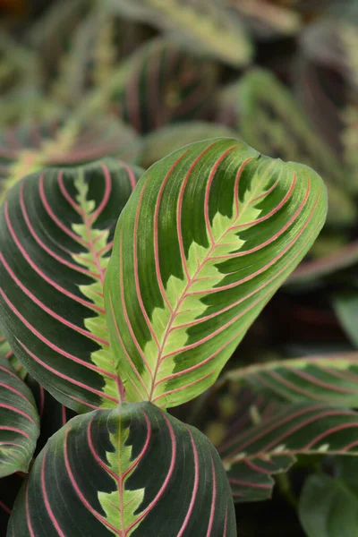 Триколор Латинська Назва Maranta Leuconeura Fascinator Tricolor — стокове фото