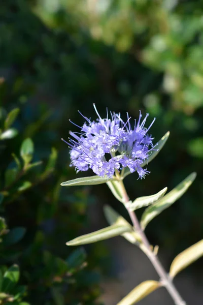 Bluebeard Flowers Латинское Название Caryopteris Clandfsis — стоковое фото